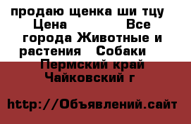 продаю щенка ши-тцу › Цена ­ 10 000 - Все города Животные и растения » Собаки   . Пермский край,Чайковский г.